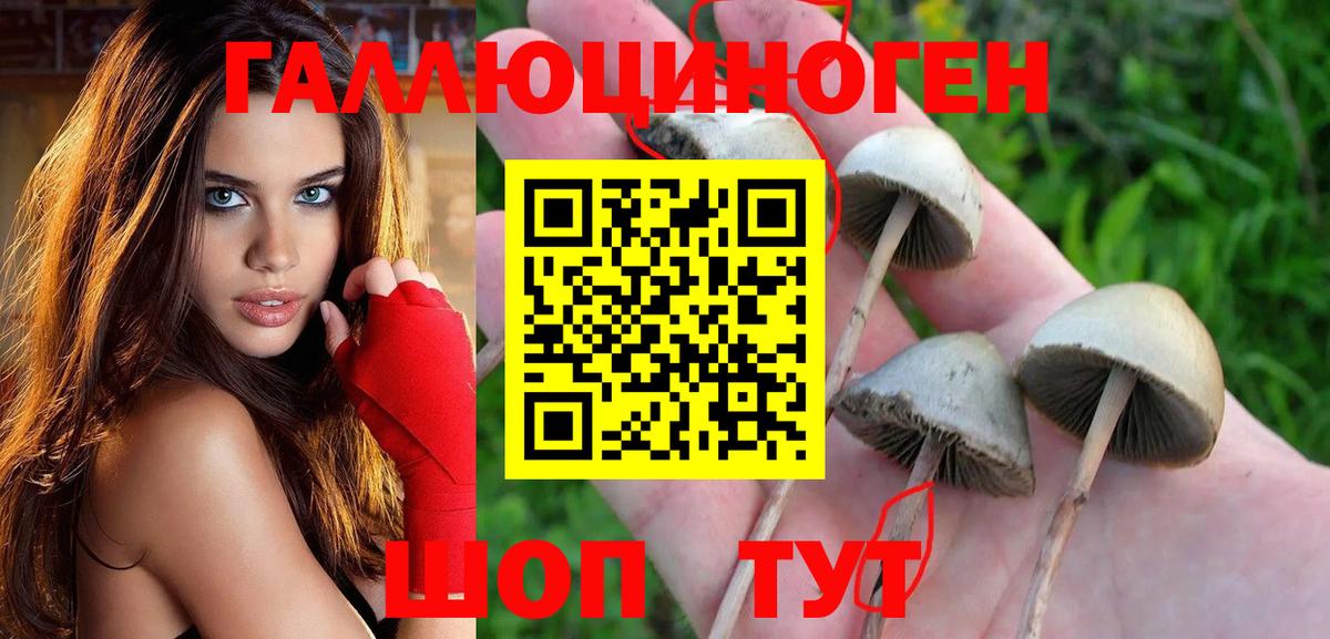 Псилоцибиновые грибы GOLDEN TEACHER Белгород